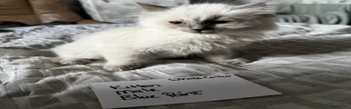 Ragdoll Kitten 6