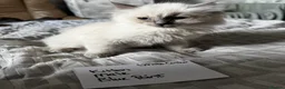 Ragdoll cats for sale: Beautiful Ragdoll kittens - Advert 12