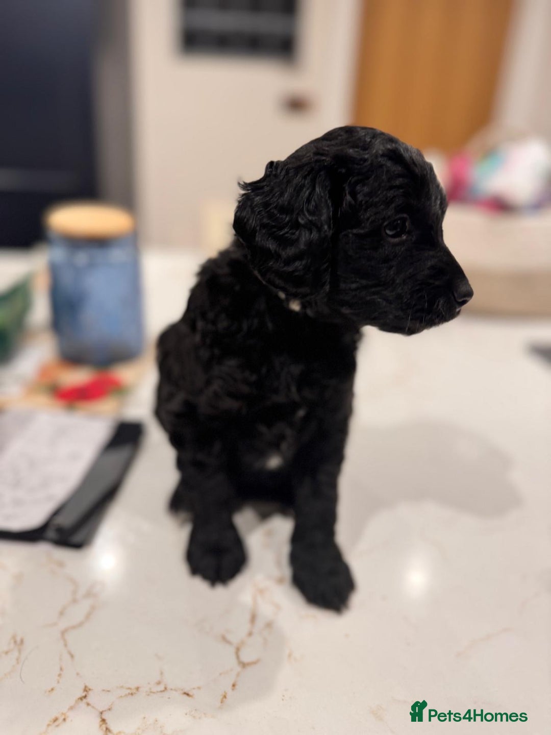 Labradoodle dogs for sale: F1b Miniature Labradoodle Puppies  - Advert 34