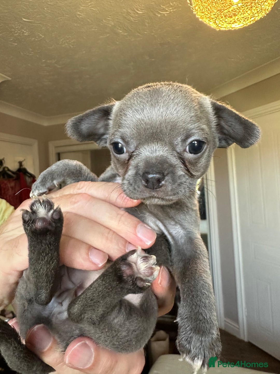 Chihuahua dogs for sale: Chihuahua puppies for sale - Image 5