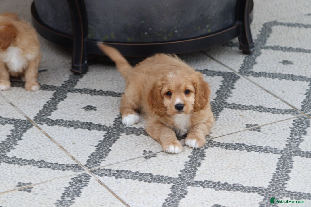 Cavapoo dogs for sale: F1 Cavapoo puppies for sale - Image 12