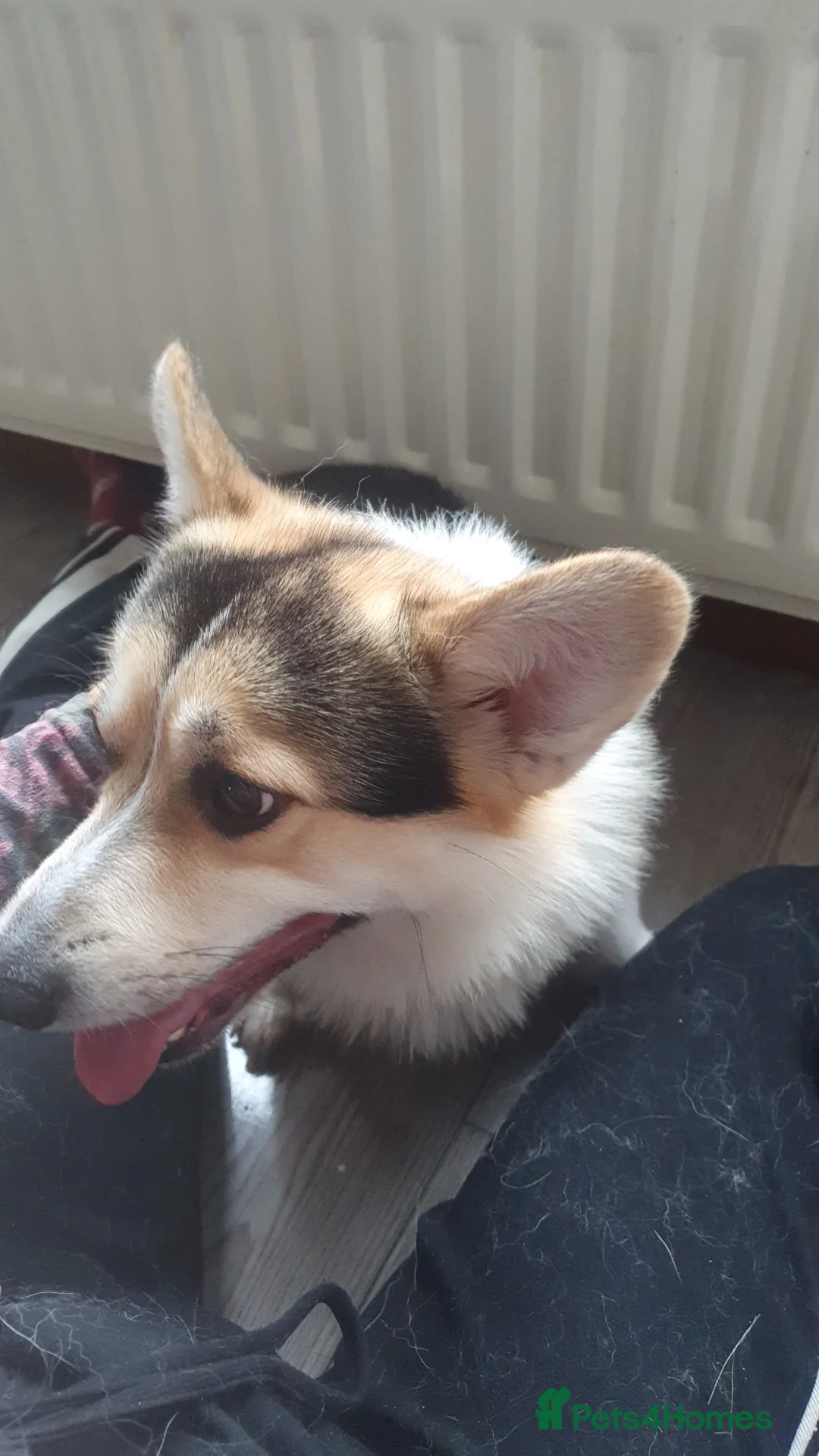 Welsh Corgi Pembroke dogs for sale: 2y10mCorgi ONLY ADULT HOMES - Advert 2