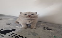 British Shorthair cats for sale: British shorthair GCCF pedigree ready christmas - Image 8