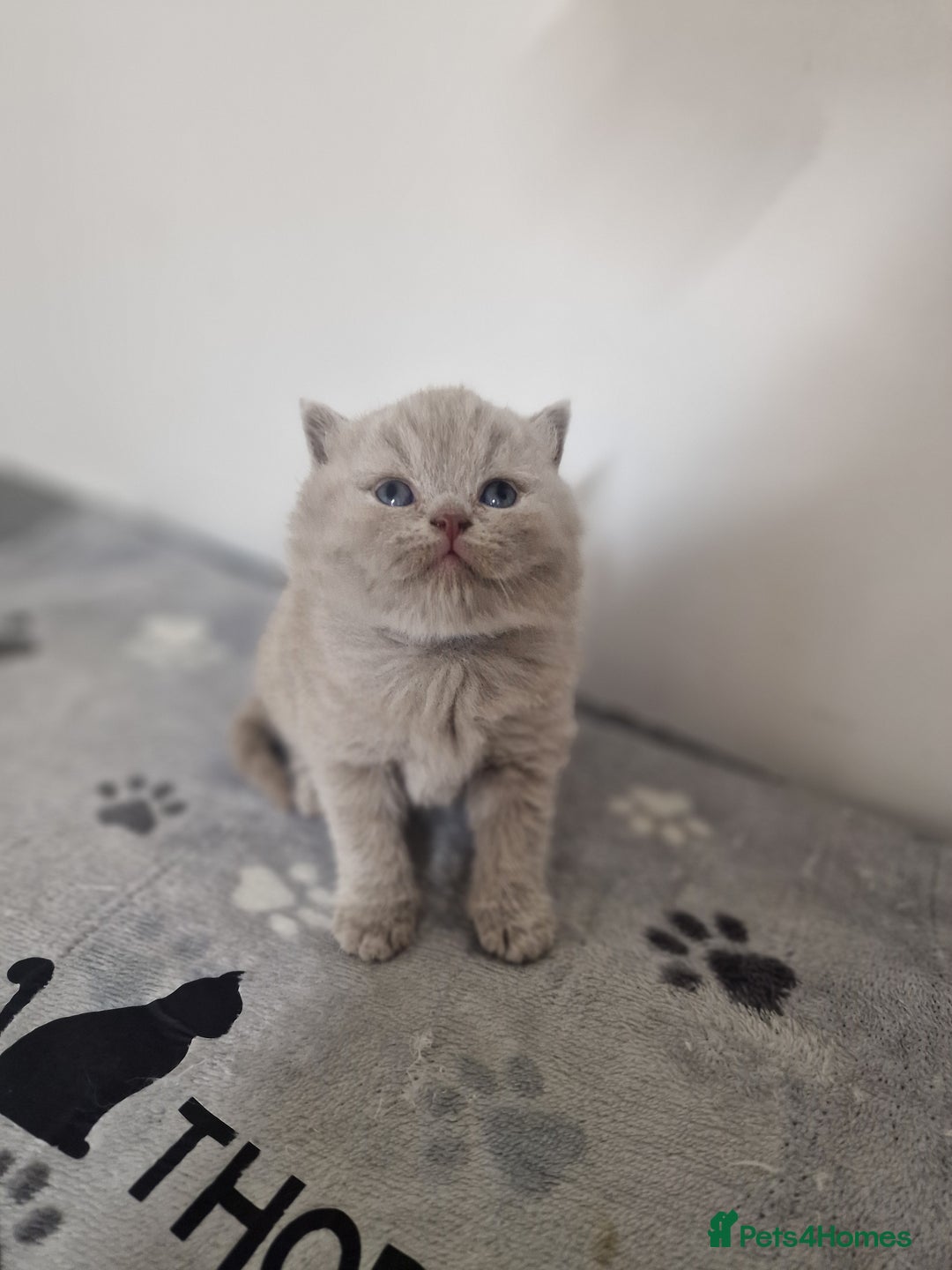 British Shorthair cats for sale: British shorthair GCCF pedigree ready christmas - Image 8