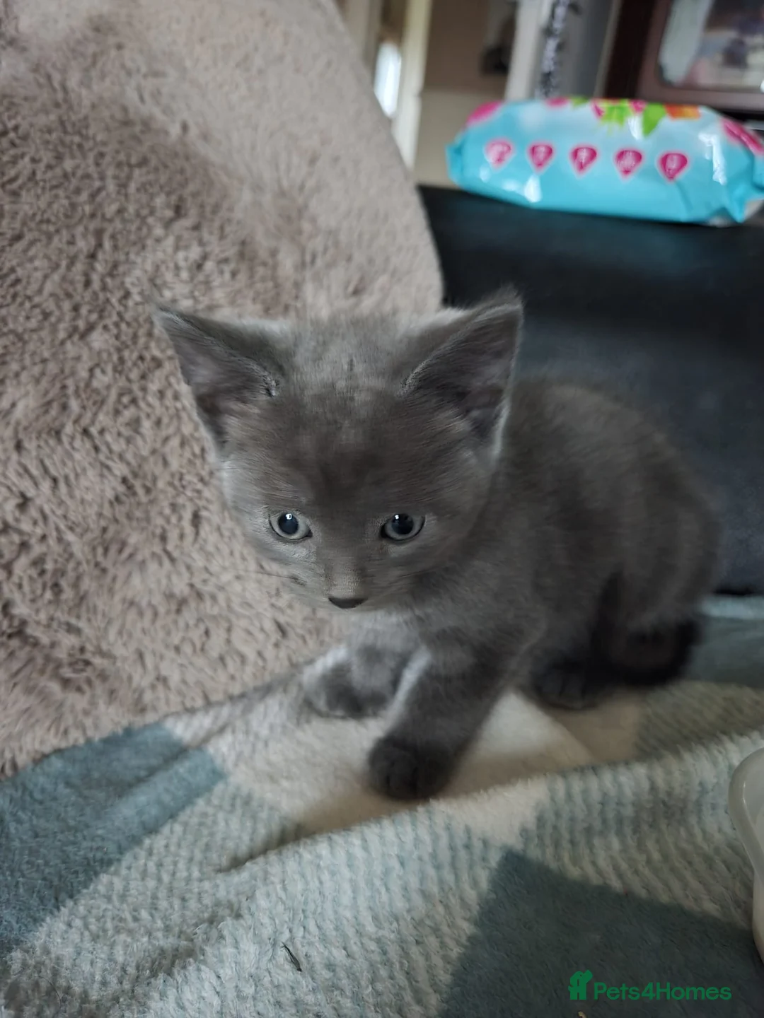Russian Blue cats for sale: Emma  - Advert 6