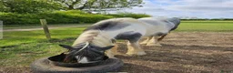 Other Breed horses for sale: Maxi cob gelding  - Advert 9