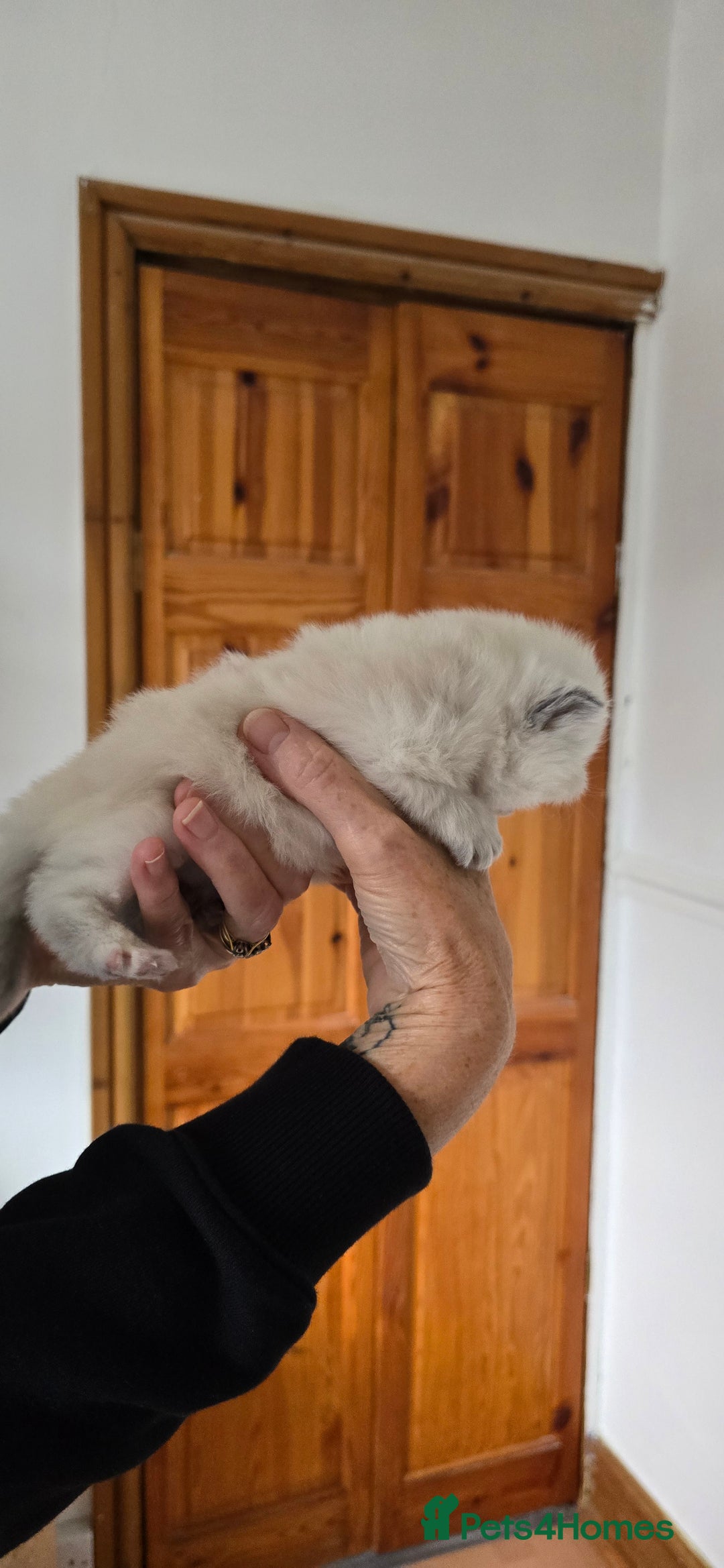 British Longhair cats for sale: 💙🩷 stunning British longhair 💙🩷 - Image 2
