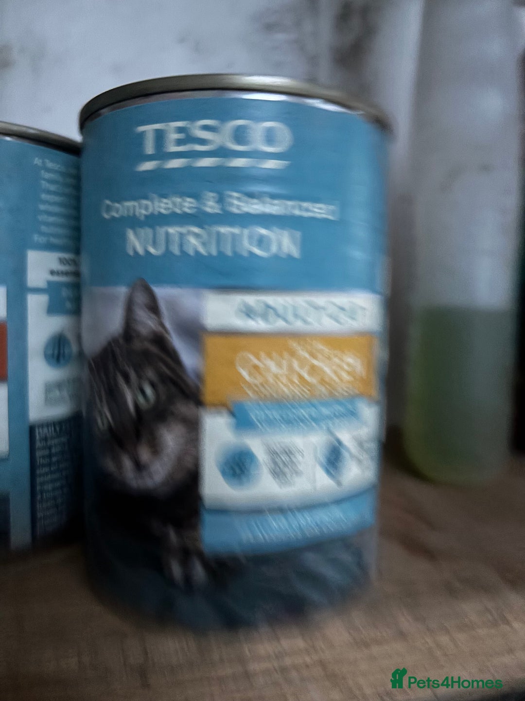 Domestic Shorthair cats for sale: Cute kittens  - Advert 6