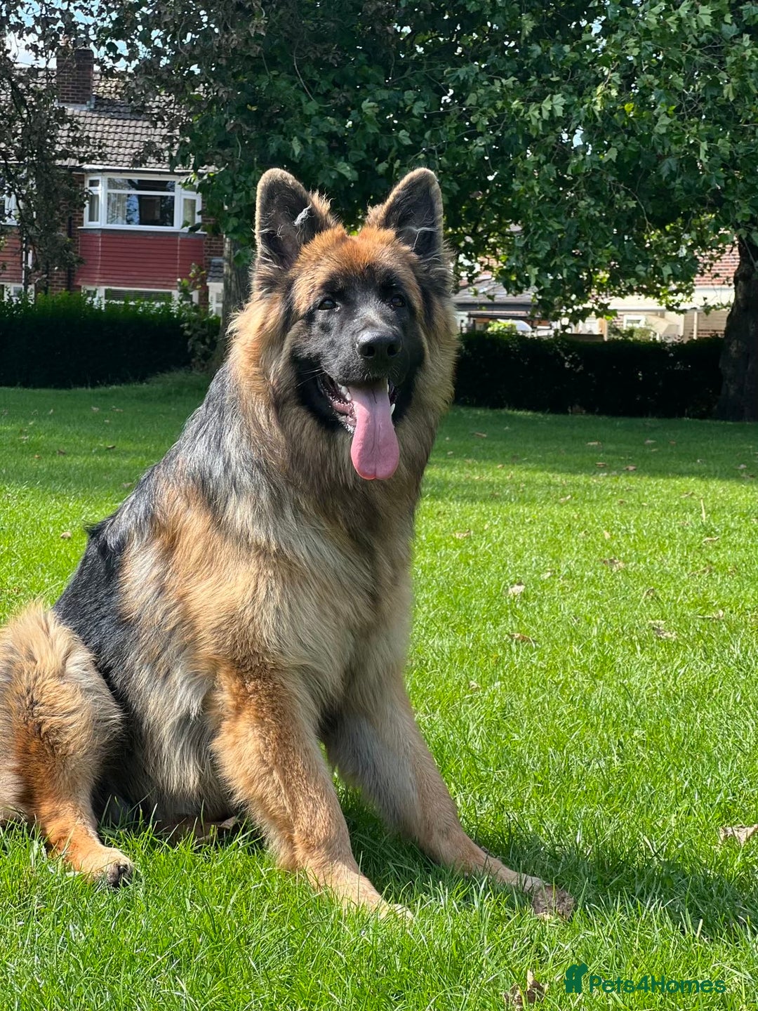 German Shepherd dogs for stud: stud German shepherd in Sale - Image 2