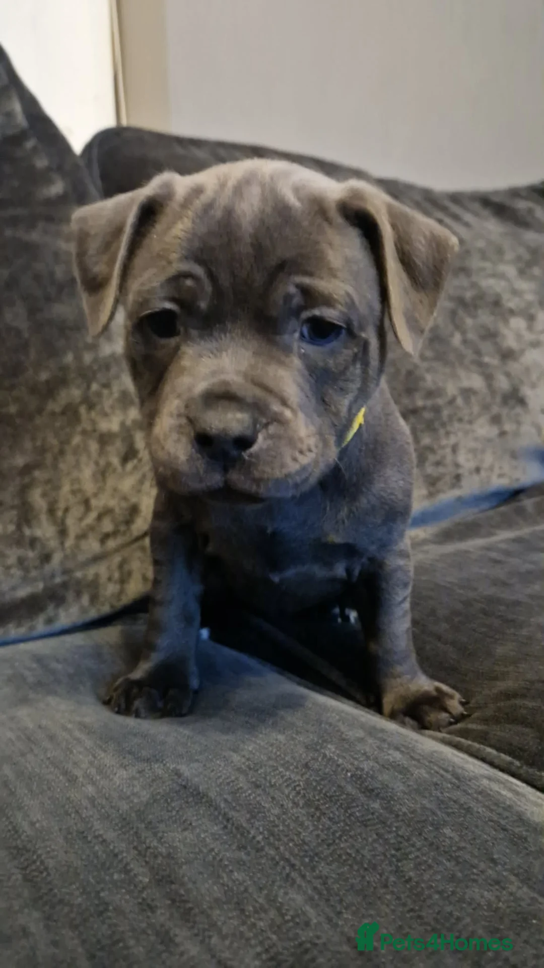 Staffordshire Bull Terrier dogs for sale: Beautiful KC reg Staffordshire bull terriers - Advert 7