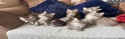 Maine Coon cats for sale: READY NOW. Two tica registered girls. 1 poly  - Advert 13