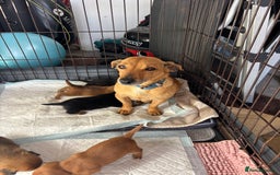 Mixed Breed dogs for sale: My lovely puppiesfor sale - Image 4