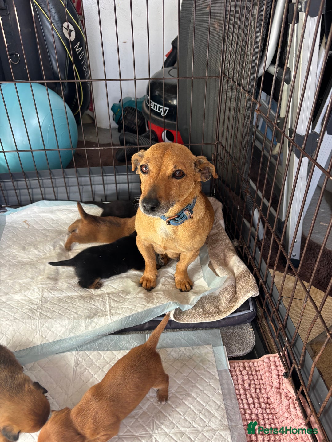 Mixed Breed dogs for sale: My lovely puppiesfor sale - Image 4