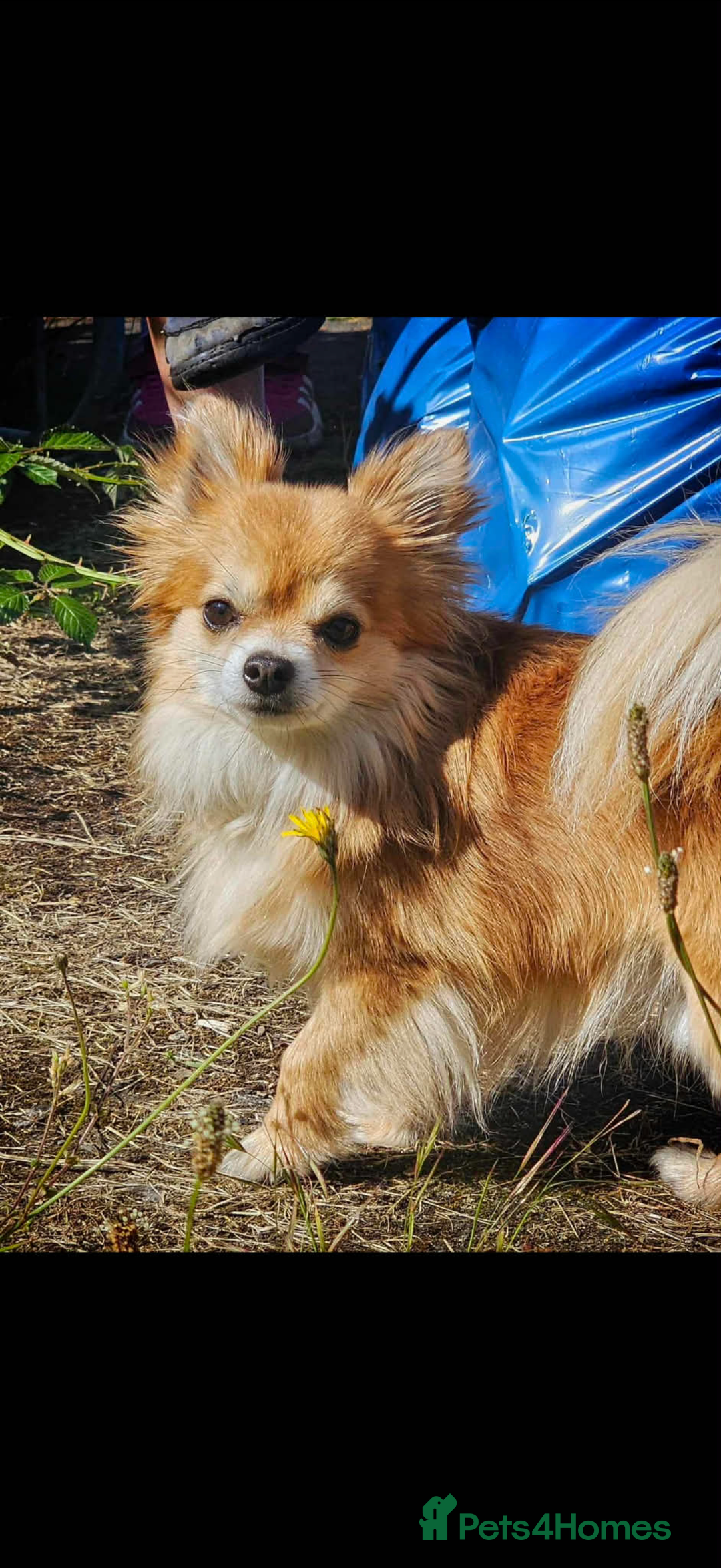 Chihuahua dogs for sale: Long Hair Chihuahua for rehome - Advert 2