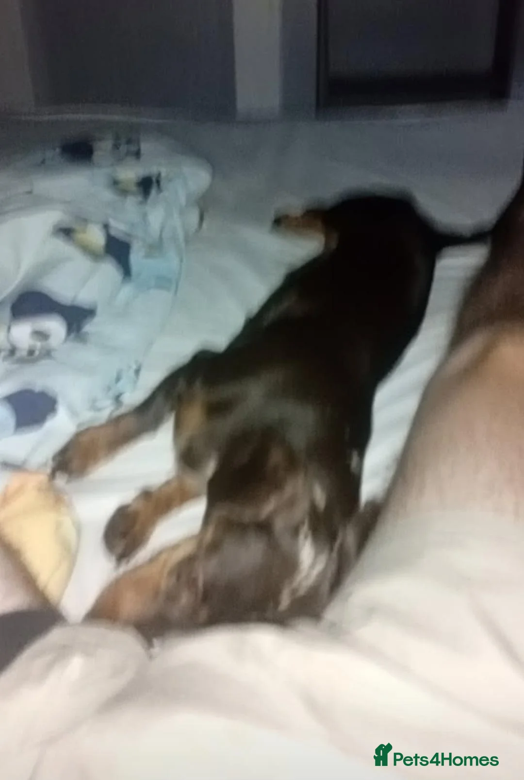 Dachshund dogs for sale: 1yr old miniture dachshund - Advert 2
