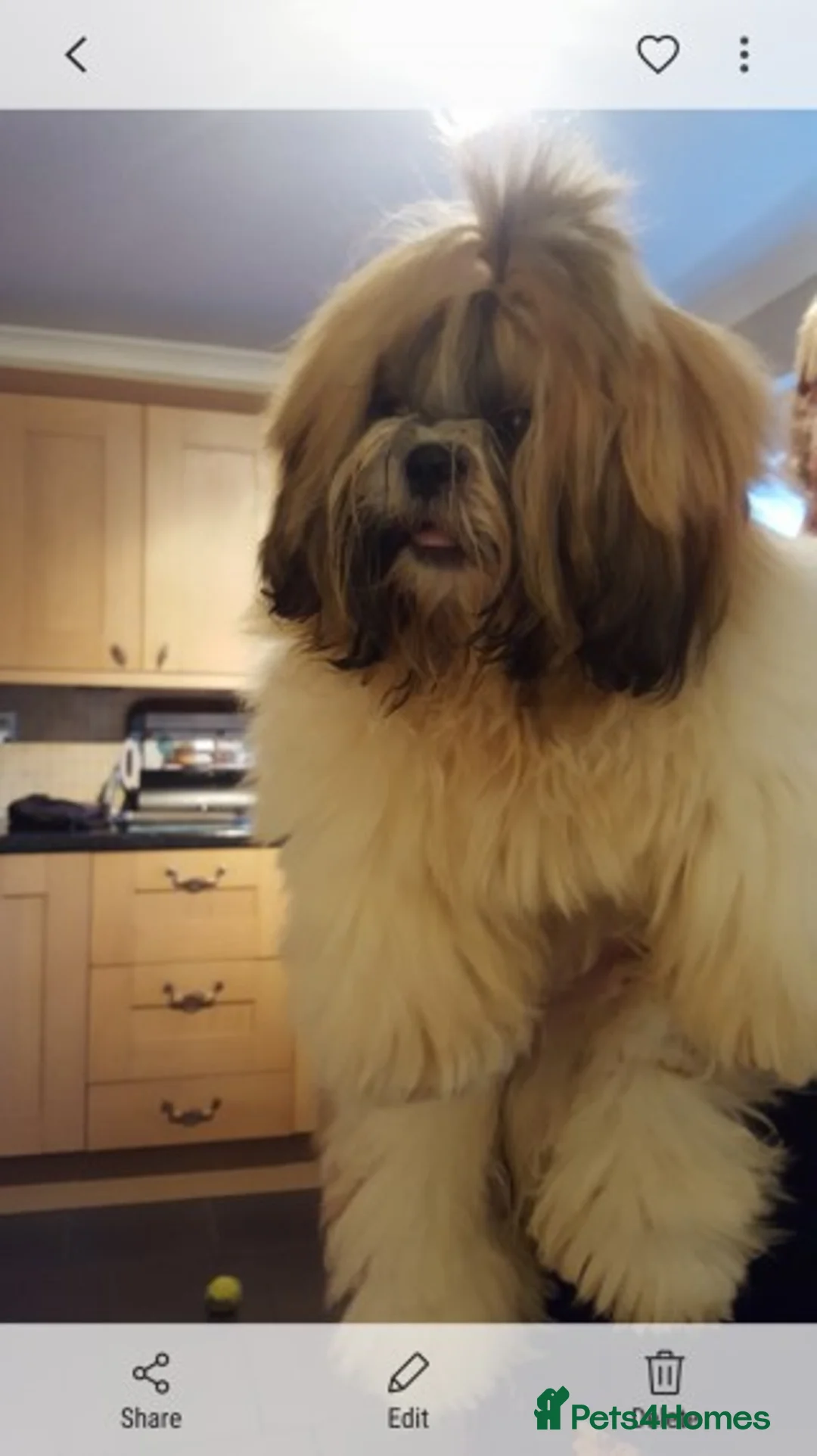 Shih Tzu dogs for stud: KC HARROPINE LUSTY DUSTY FOR STUD ONLY in Bridgend - Advert 30