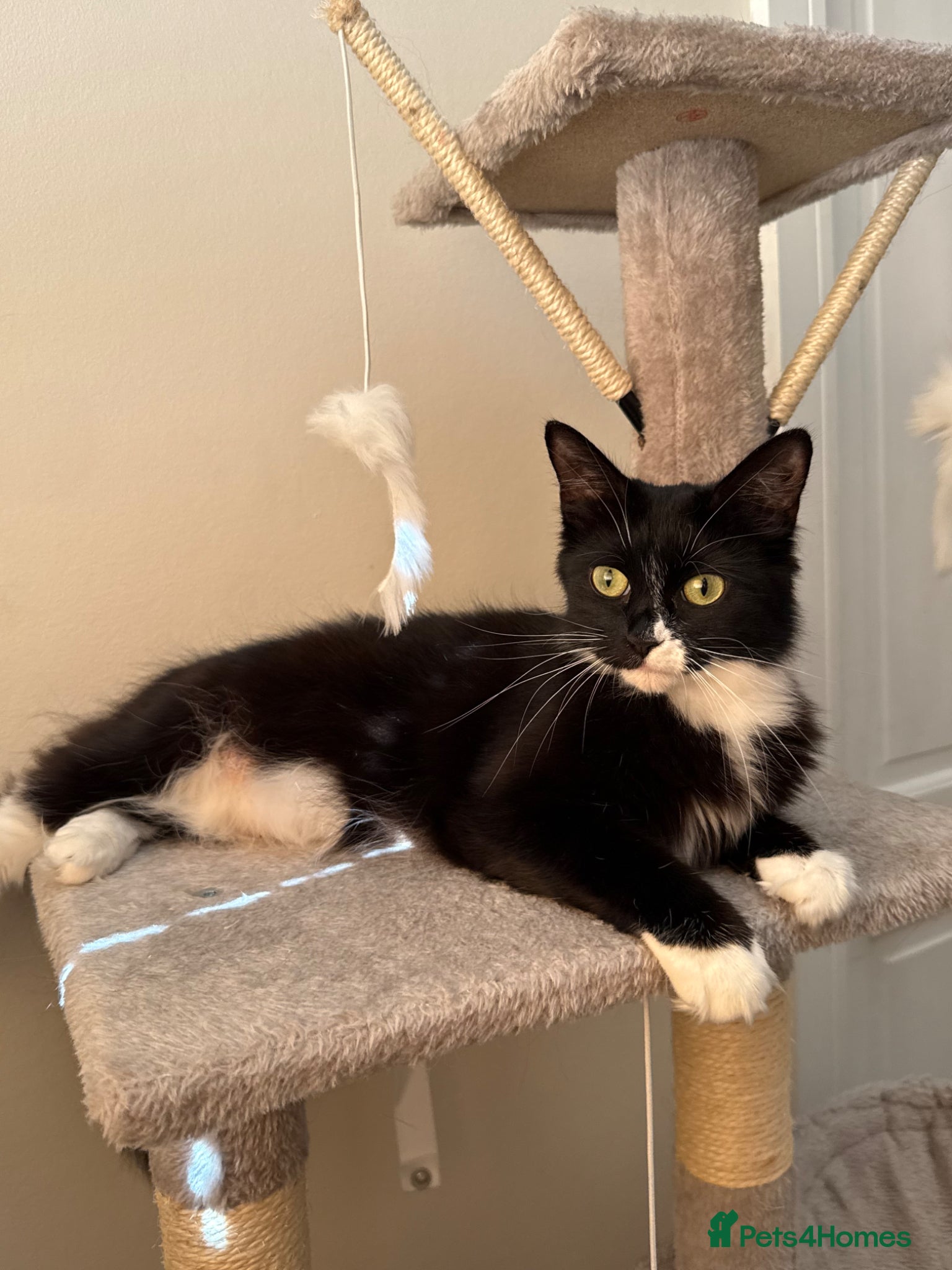 Mixed Breed cats Beautiful Long-Haired Ragdoll Cross Kittens  - Advert 4