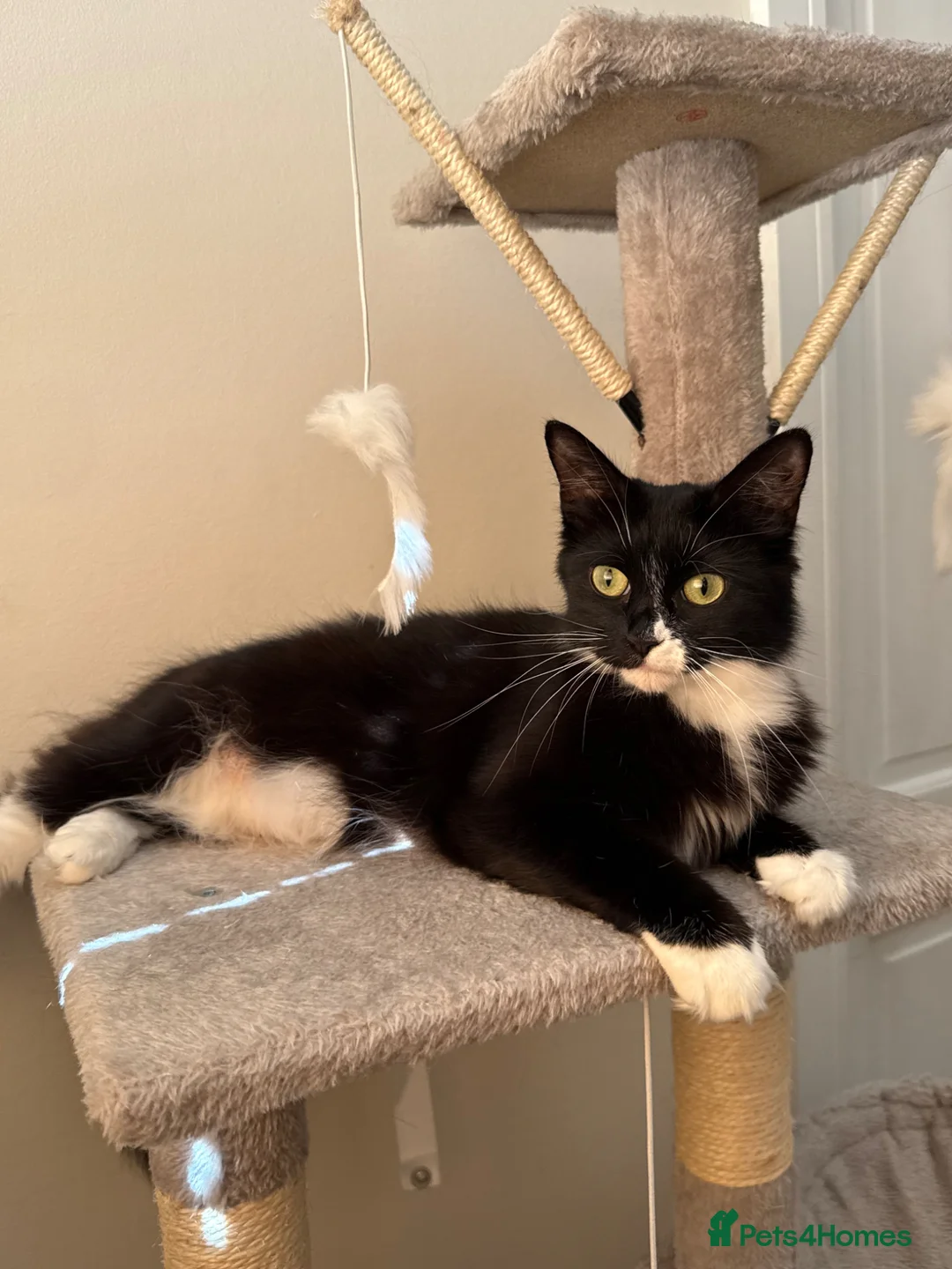 Mixed Breed cats for sale: Beautiful Long-Haired Ragdoll Cross Kittens  - Advert 1