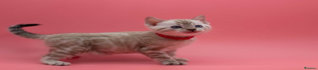 Red collar girl ❤️