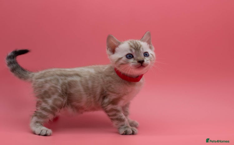 Bengal cats - Advert 1