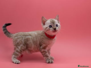 Bengal cats ✨ Snow Lynx Bengal Kittens – Ready to Reserve! ✨ - Advert 18