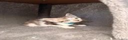 Mixed Breed cats for sale: Bengal X Tabby Mix - Advert 5