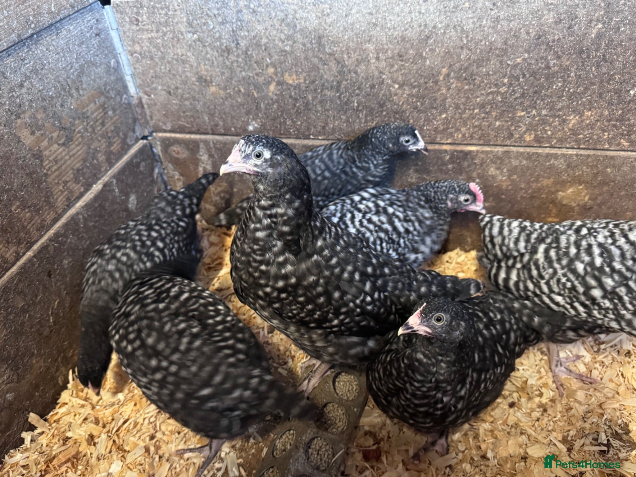 Chickens poultry Cuckoo Maran Banty hens and cockerels  - Advert 11