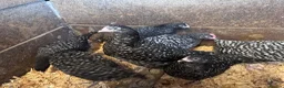 Chickens poultry for sale: Cuckoo Maran Banty hens and cockerels  in Stoke-on-Trent - Advert 1