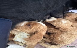 Cockapoo dogs for sale: F1 show type cockapoo pups  - Image 7