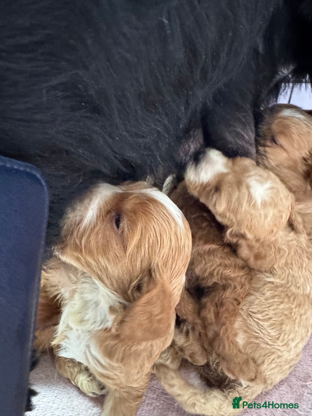 Cockapoo dogs for sale: F1 show type cockapoo pups  - Image 7