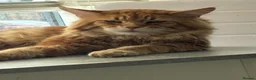 Maine Coon cats for sale: Maine coon baby’s  - Advert 25