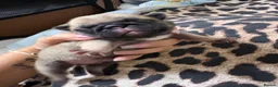 Pug dogs for sale: 9 pedigree pug puppies  in Camborne - Advert 3