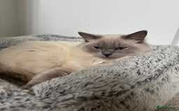 Ragdoll cats for sale: Absolutely Stunning litter of pure Ragdoll kittens - Image 19