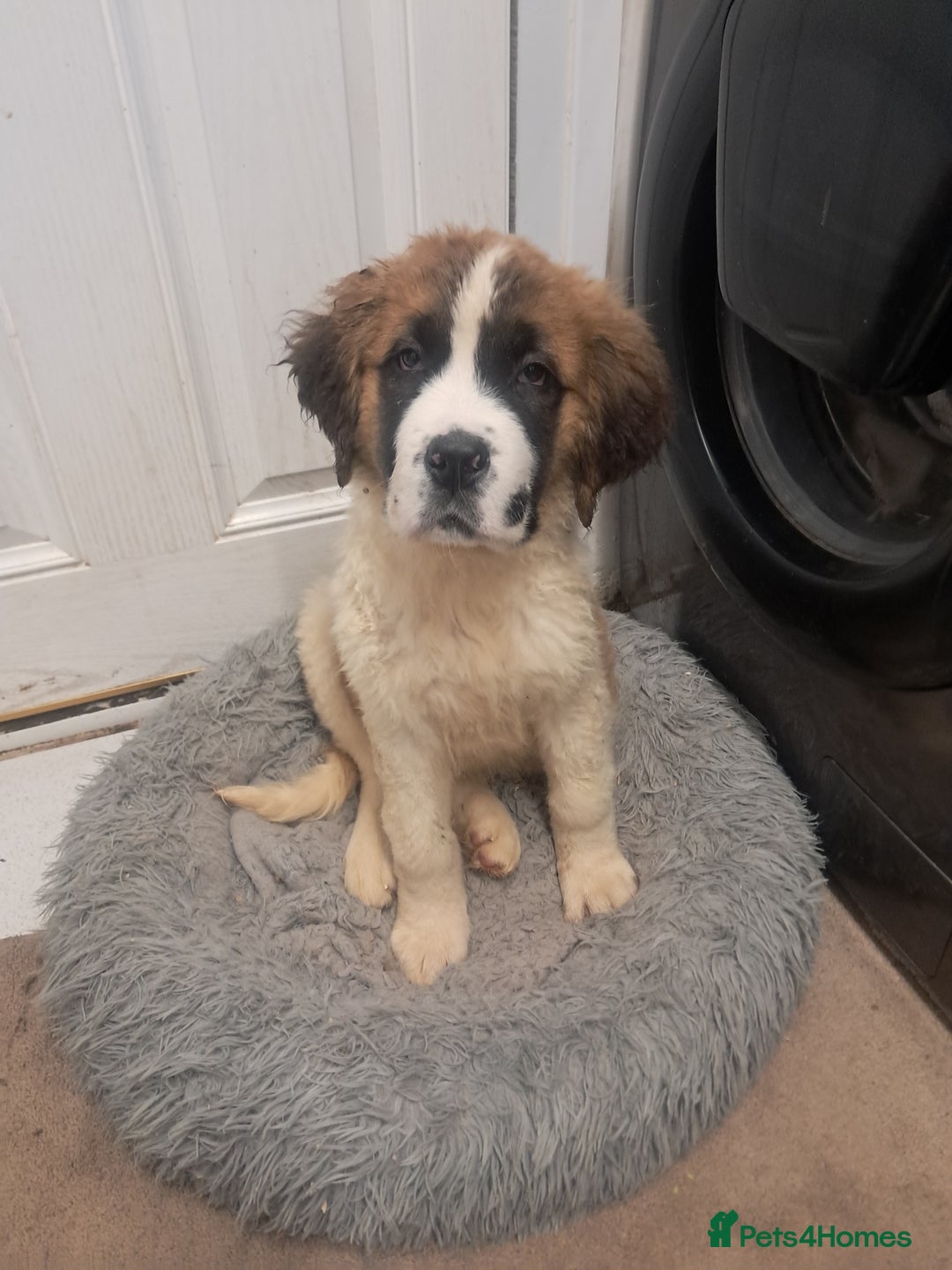 Saint Bernard dogs for sale: Saint bernard puppies 🐶  in Herne Bay - Image 3