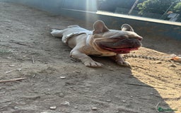 French Bulldog dogs for sale: 🩵loski 🩵 - Image 6