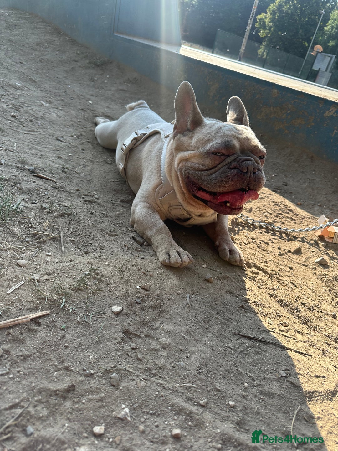French Bulldog dogs for sale: 🩵loski 🩵 - Image 6