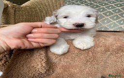 Double Doodle dogs for sale: Gorgeous Australian Double Doodle Pups - Image 7