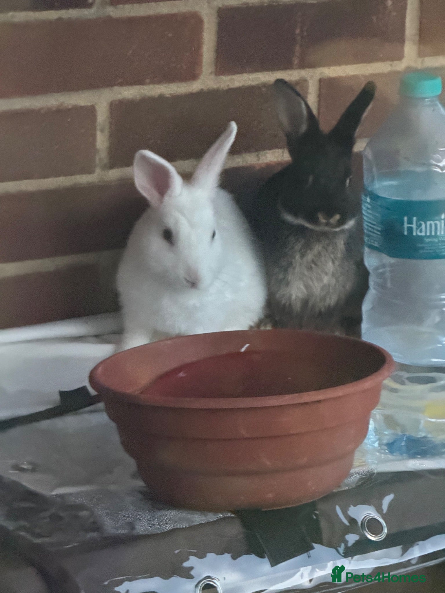 Mixed Breed rabbits Baby bunnies - Advert 1
