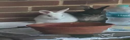 Mixed Breed rabbits for sale: Baby bunnies in Burton-on-Trent - Advert 1