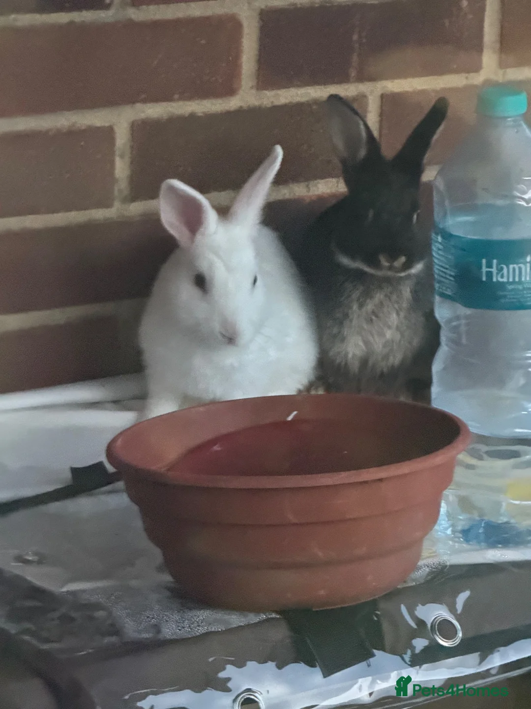 Mixed Breed rabbits for sale: Baby bunnies in Burton-on-Trent - Advert 1