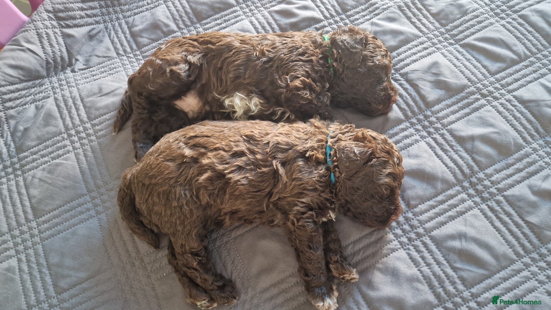 Lagotto Romagnolo dogs for sale: Lagotto Romagnolo, pure breed, KC reg litter - Image 34