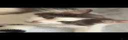 Mixed Breed cats for sale: 3 beautiful kittens for sale  - Advert 11