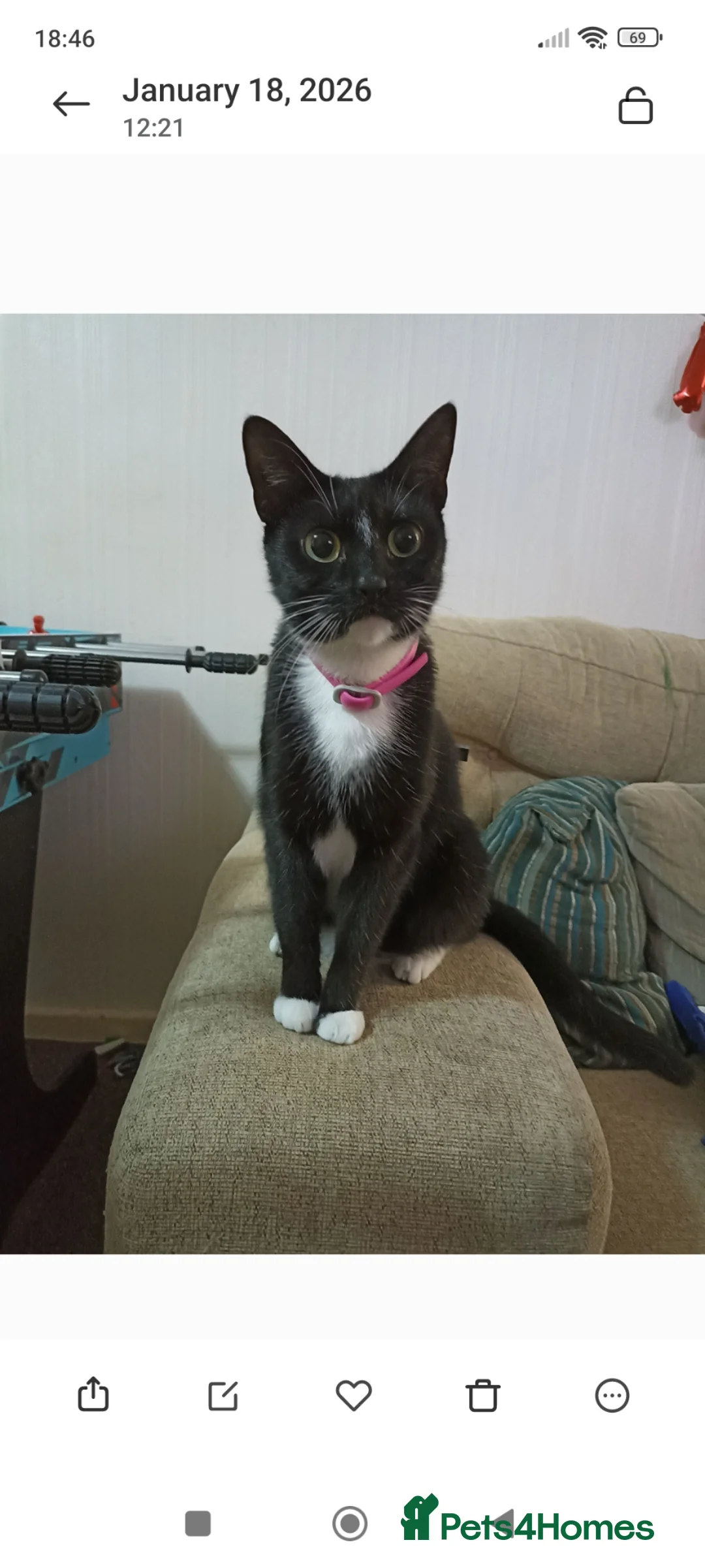 Mixed Breed cats for sale: 4 Beautiful fluffy kittens - Advert 1