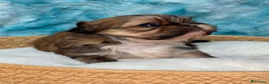 Shih Tzu 6