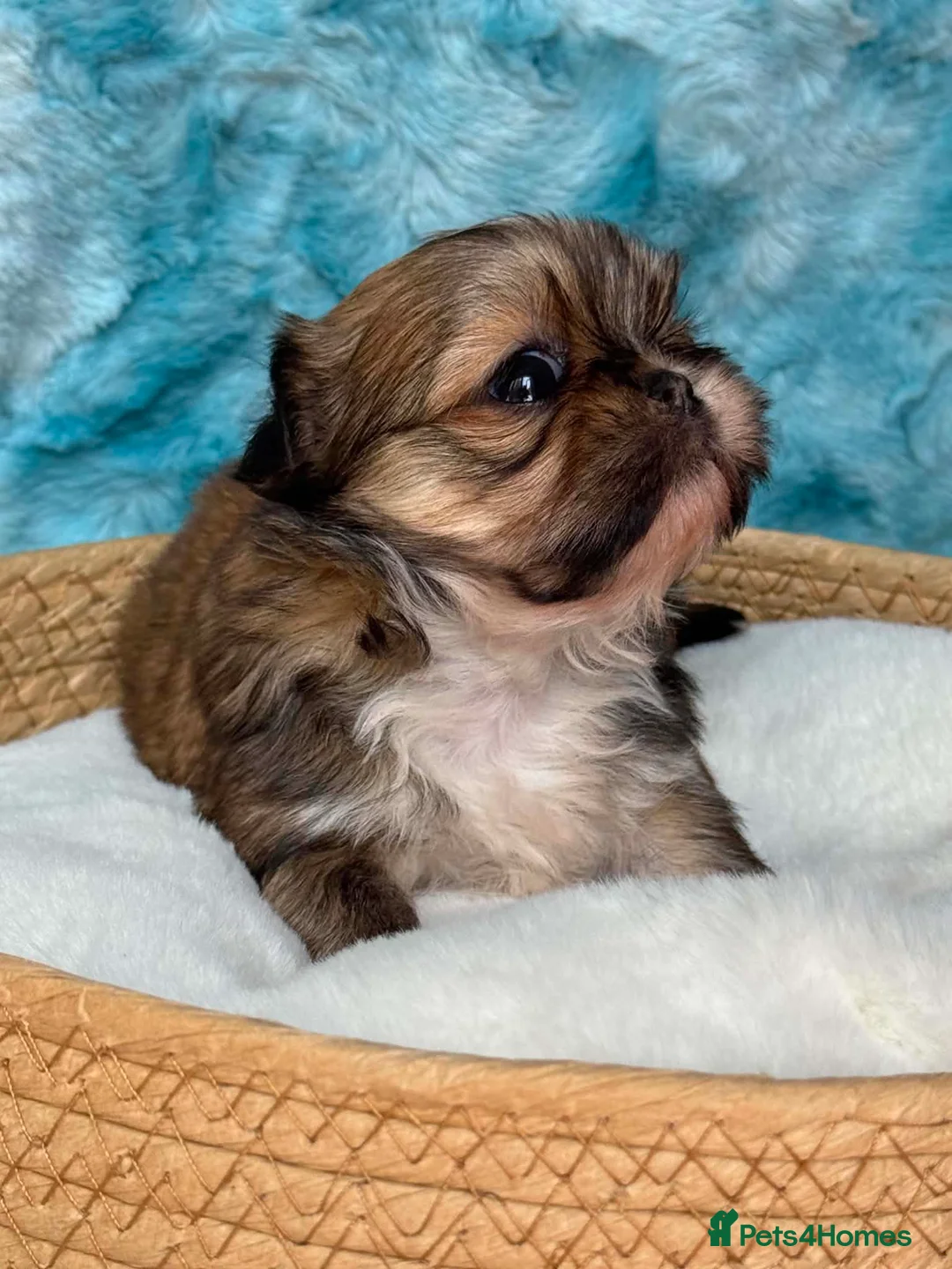 Shih Tzu dogs for sale: Stunning litter colours 😍 Imperial Shihzu babies  - Advert 1