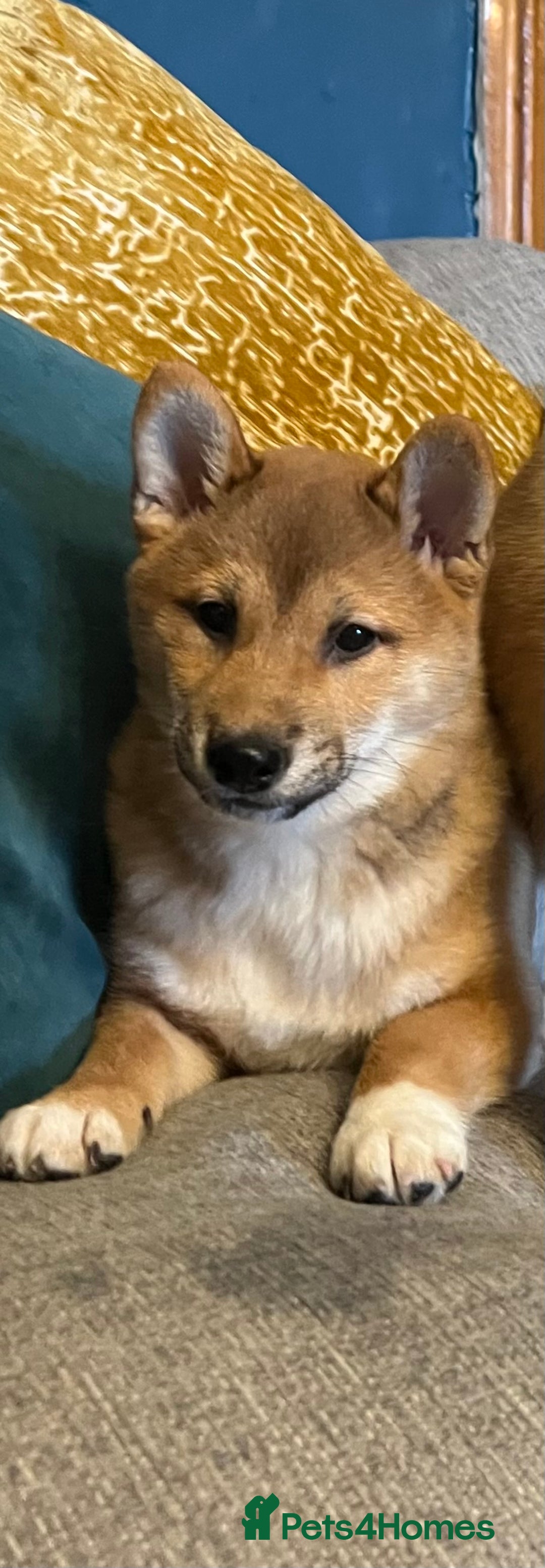 Japanese Shiba Inu dogs for sale: K.C reg Red Japanese Shiba Inu Puppies - Advert 4