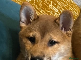 Japanese Shiba Inu dogs K.C reg Red Japanese Shiba Inu Puppies - Advert 1