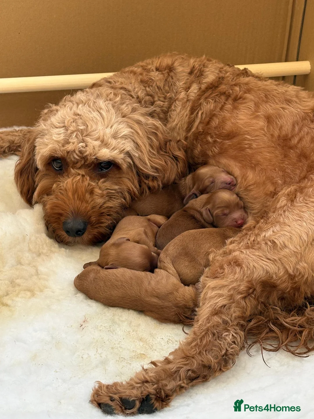 Cockapoo dogs for sale: ❤️ Stunning Health-Tested Red Cockapoo Puppies ❤️ in Edenbridge - Advert 1