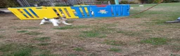 Fox Terrier dogs for sale: KC Wire haired fox terrier pups based in Kent - Advert 11