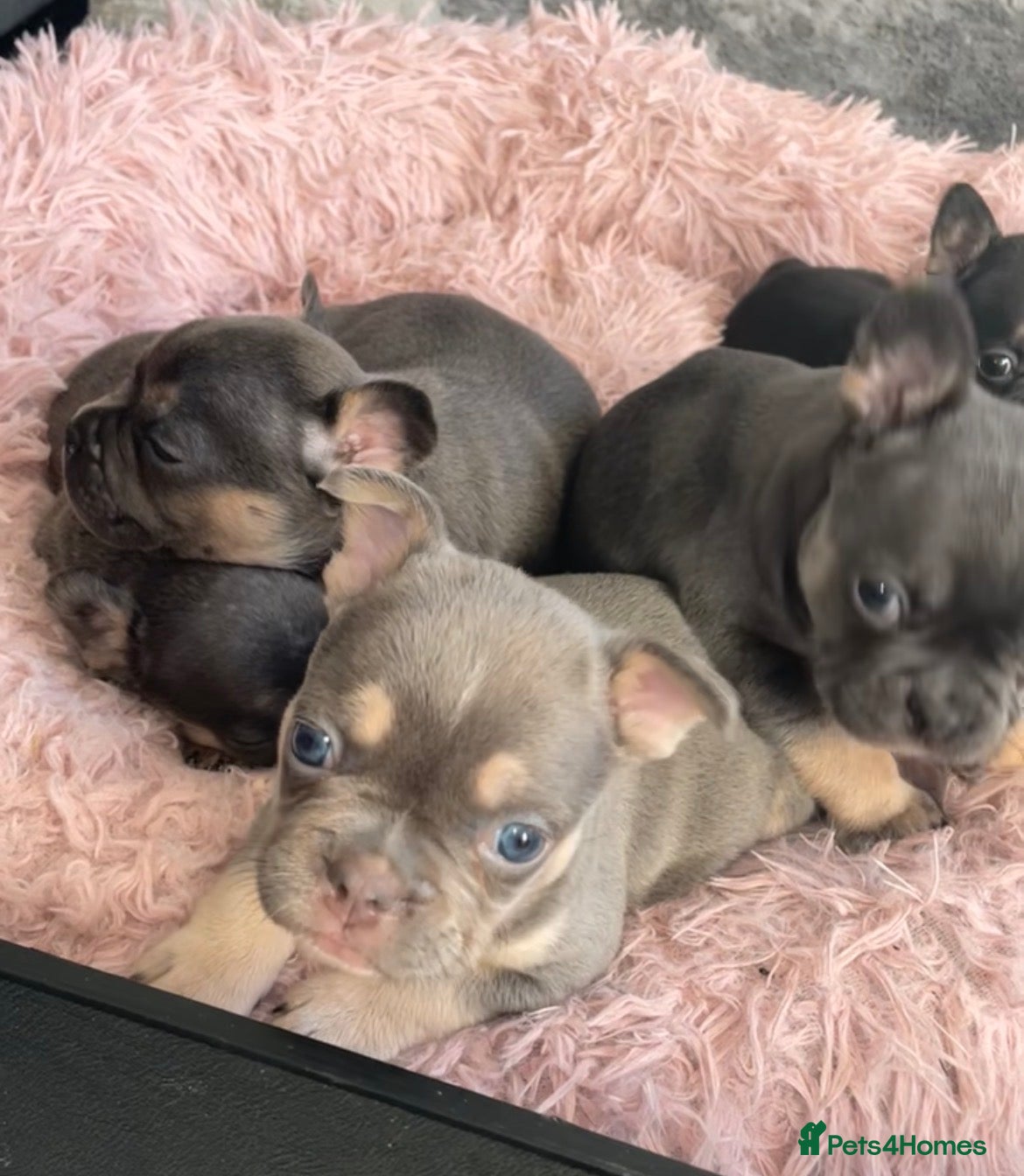 French Bulldog dogs Quality French bulldog puppies pet price - Advert 1